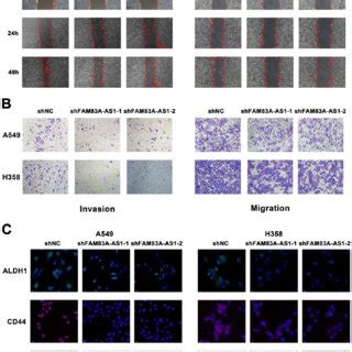 The Effect Of Lncrna Fam A As On Migration And Invasion Of Luad Cells