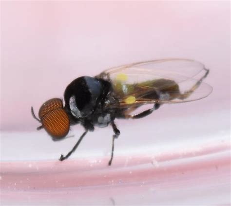 Small Black Fly Simulium Bugguidenet