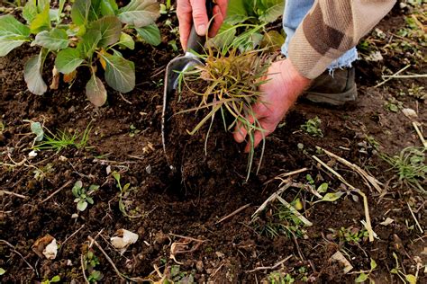 Best Weed Killer For Flower Beds Store Cityofclovis Org