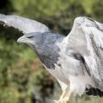 Upland Buzzard The Ultimate Guide Operation Migration