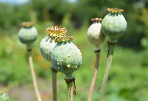 Opium Stock Photos, Pictures & Royalty-Free Images - iStock