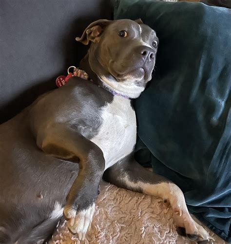 20 Pets That Messed Up But You Cant Stay Mad At Them For More Than A