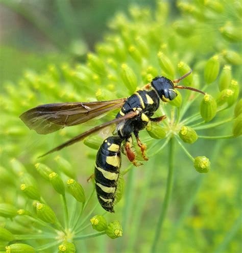 Five Banded Thynnid Wasp A Guide To The Ants Bees Wasps And Sawflies