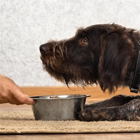 Qu Causa La Insuficiencia Renal Y Hep Tica En Los Perros