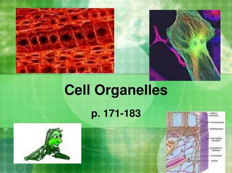 Ppt Cell Organelles Powerpoint Presentation Free Download Id5178959