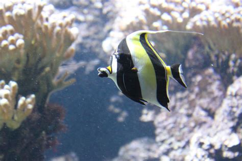 Black White And Yellow Fish By Citronvertstock On Deviantart