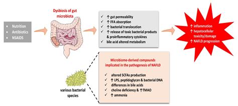 Biomolecules Free Full Text Understanding The Role Of The Gut Microbiome And Microbial