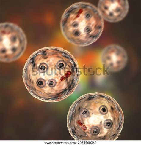 Cysts Entamoeba Histolytica 3d Illustration Parasitic Stock Illustration 2064560360 Shutterstock