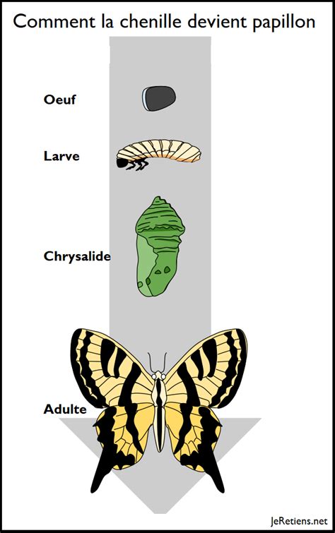 Comment La Chenille Devient Papillon