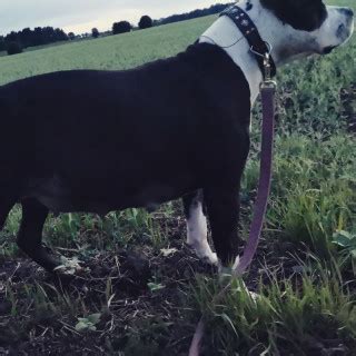 1 år gammal Blandras amstaff american bully pitbull säljs av Emma från