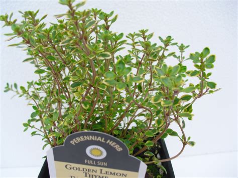 Thyme Lemon Golden Variegated Thymus X Citriodorus Golden Variegated