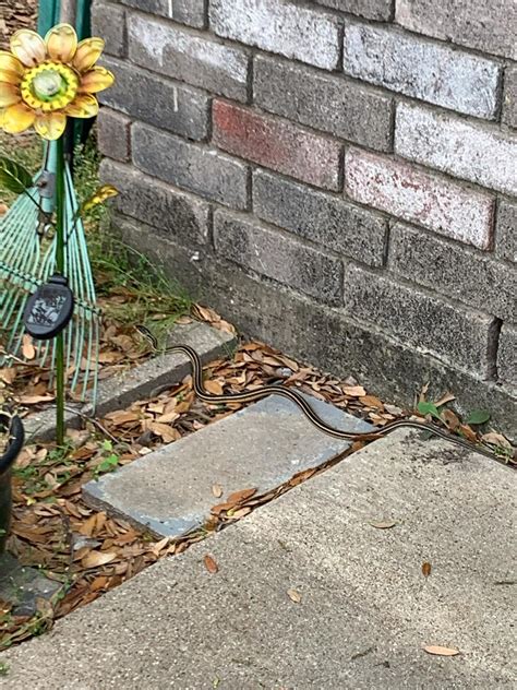 What Is This Snake Houston Tx Rwhatsthissnake