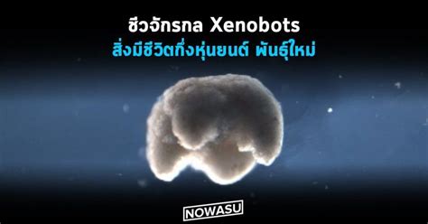 [nowasu] กำเนิด ชีวจักรกล Xenobots สิ่งมีชีวิตกึ่งหุ่นยนต์ สายพันธุ์ใหม่ จากฝีมือมนุษย์