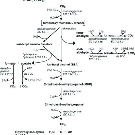 Proposed Aerobic Pathway For Biodegradation Of Mtbe And Etbe To Hiba