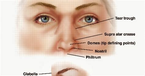 Anatomi dan Fisiologi Hidung dan Sinus Paranasalis | Artikel Kesehatan