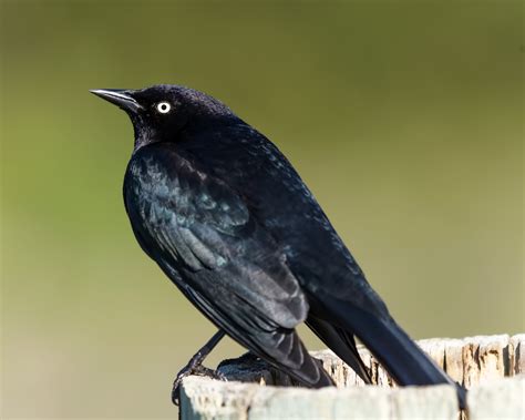 Brewer S Blackbird Sacramento Audubon Society