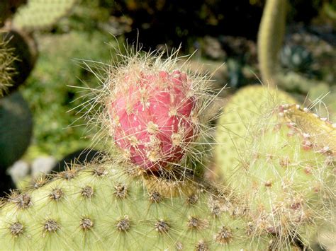 Free Images Sharp Growth Desert Flower Thorn Foliage Produce