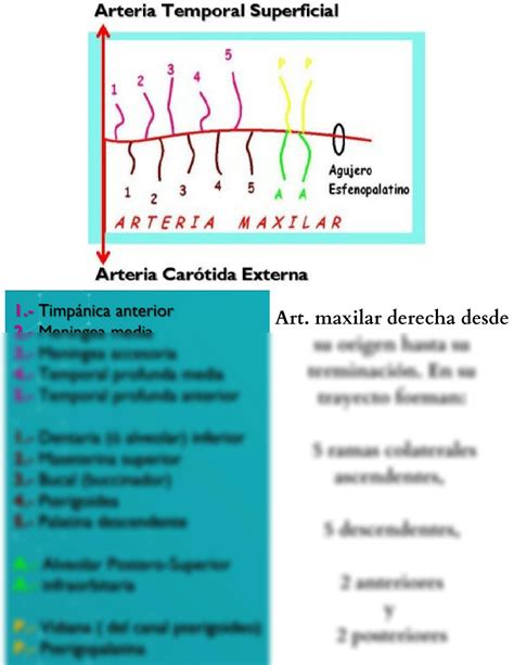 SOLUTION Guia Explicativa Sobre La Arteria Maxilar Interna Studypool