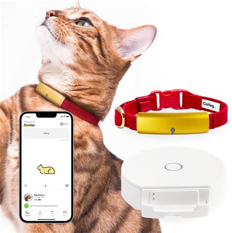 Amazon Catlog Starter Set M Starter Set Gold Red Smart