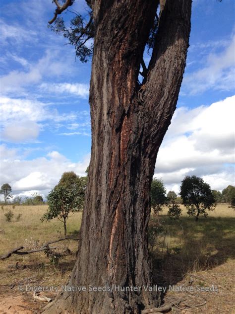 Eucalyptus Fibrosa Broad Leaved Ironbark Diversity Native Seeds