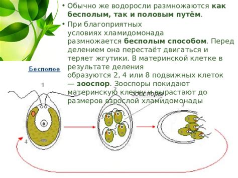 Презентация на тему "водоросли"