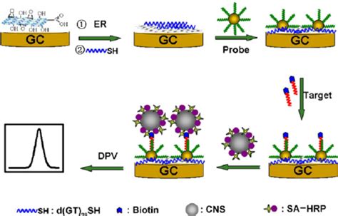 Schematic Presence Of Electrochemical Dna Biosensing Using Probe Download Scientific Diagram