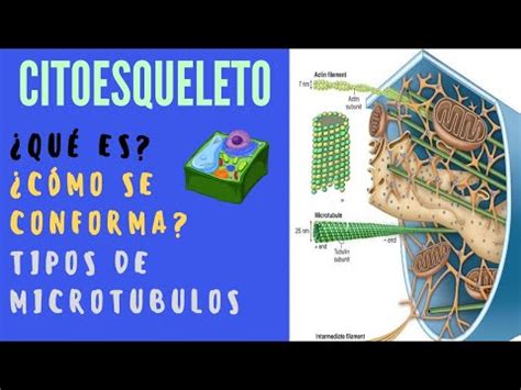 El Citoesqueleto Estructura Y Funcion Facil L Que Es El Citoesqueleto