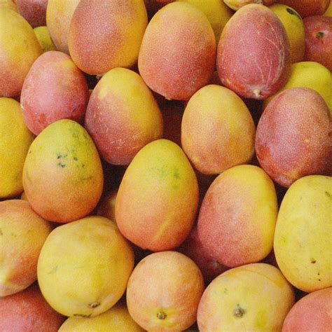 Freeze Dried Mangos — Aggregate Horticulture