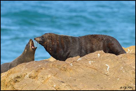 New Zealand Fur Seal Page