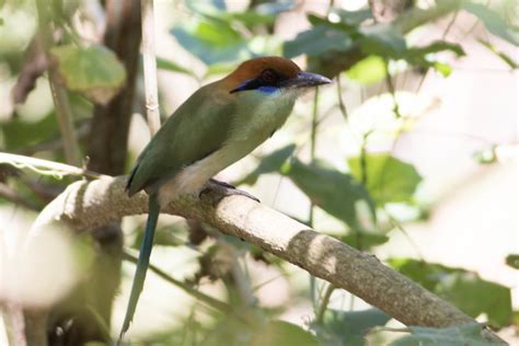 Russet Crowned Motmot Momotus Mexicanus Rancho Primavera Flickr