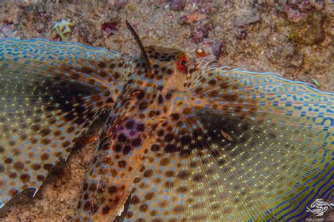 Oriental Flying Gurnard -Facts-Video-Photographs