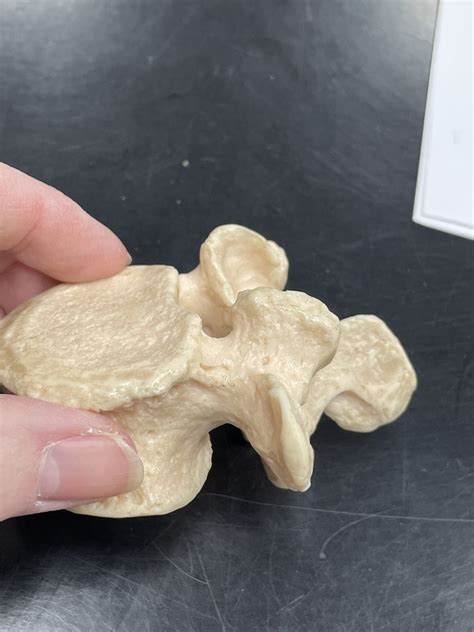 Vertebrae And Thoracic Cage Diagram Quizlet