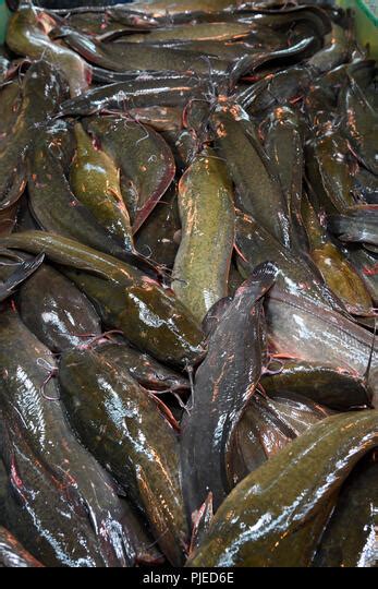 Ikan Keli Bunga Jual Indukan Nila Kekar Di Lapak Nyi N Bukalapak