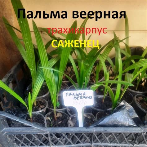 Пальма веерная трахикарпус - купить с доставкой по выгодным ценам в ...