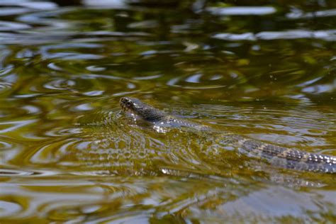 40 Florida Banded Water Snake Photos Stock Photos Pictures And Royalty