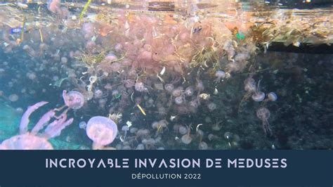 INCROYABLE INVASION DE MEDUSES SUR MARSEILLE 4K YouTube