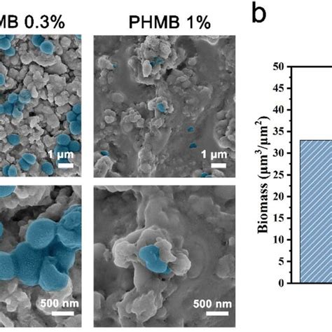 A Sem Images Of S Aureus Cells On The Surfaces Of Cspeg Hydrogel