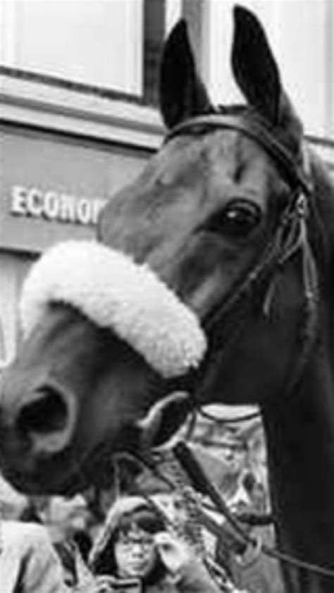 Red Rum Gorgeous shot Horse Racing, Race Horses, We Three Kings, Sport ...