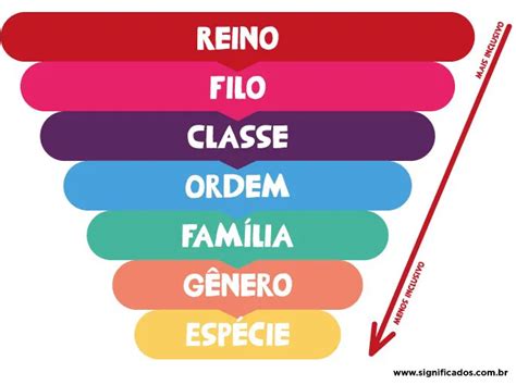 Classificacao Taxonomia Biologia Resumo Classificacao Dos Seres Images