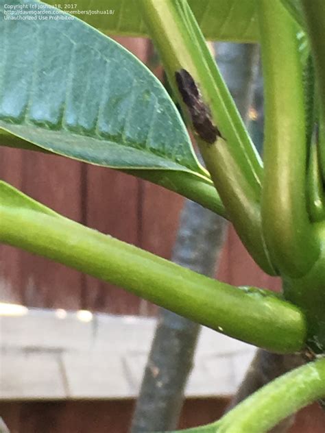 Garden Pests And Diseases Plumeria Flowers Are Brown 1 By Joshua18