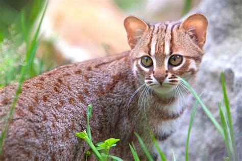 Rusty Spotted Cat Meet The Smallest Exotic Cat In The World