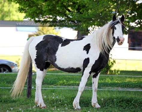 black white tovero paint 4 | Horses, Tennessee walker horse, American paint horse