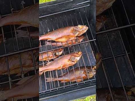 Копчение окуня - YouTube