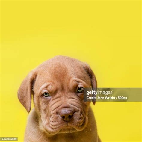 45 French Bordeaux Mastiff Stock Photos High Res Pictures And Images