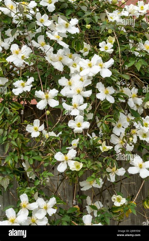 Clematis Montana Climbing Vine With White Flowers Stock Photo Alamy