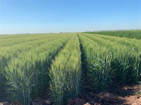 Agricultura De Conservación Para Trigo Y Cártamo Cimmyt