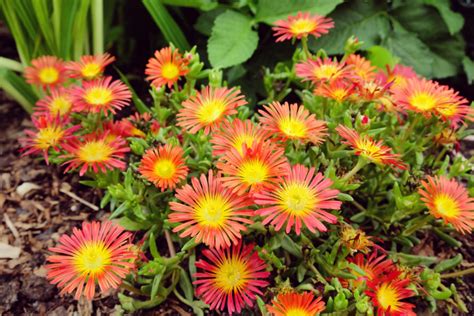 8 fleurs couvre sol à planter pour embellir son jardin