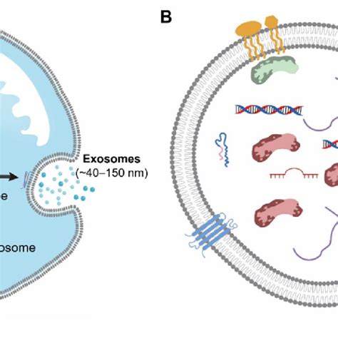 Extracellular Vesicles Ev Subtypes Based On Size Biogenesis Download Scientific Diagram