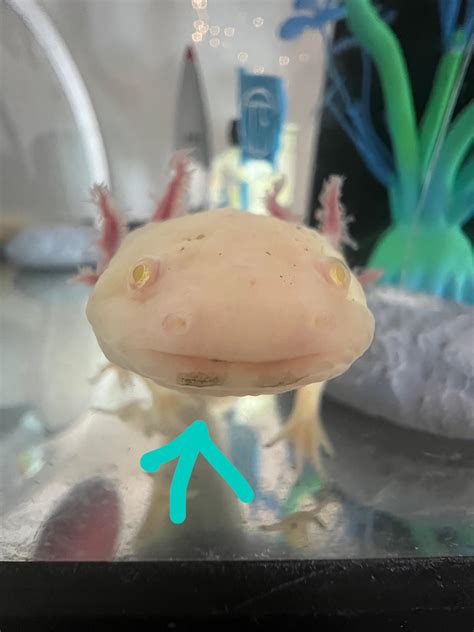 Are These Spots Under My Axolotls Mouth Normal Raxolotls