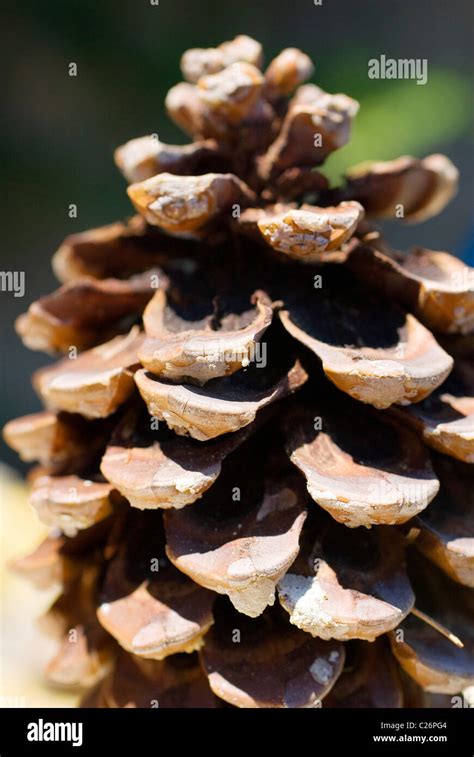 Pinus Sylvestris Cone Hi Res Stock Photography And Images Alamy